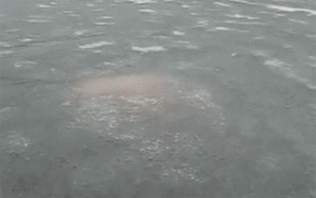 Nord Passive Resistance to Frost